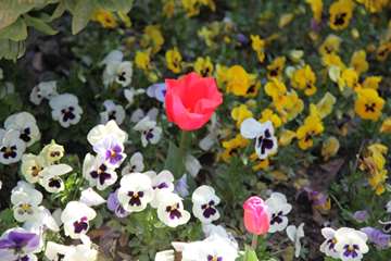 بهار دانشگاه 1399